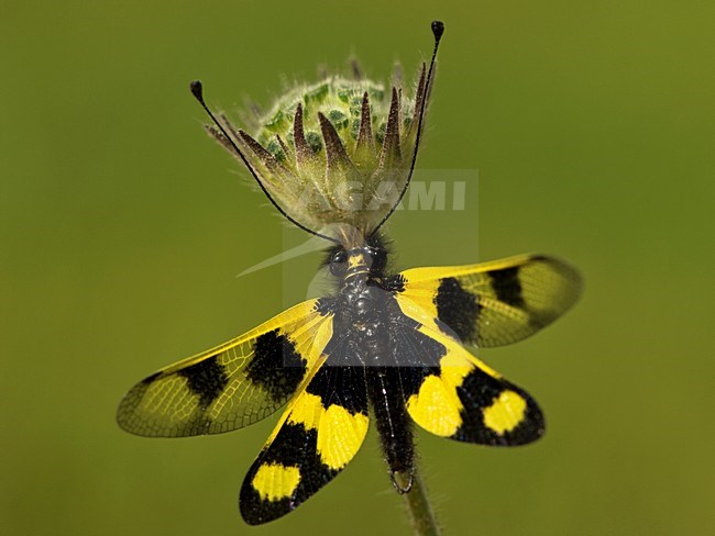 Vlinderhaft op bloem, Owlfly at flower stock-image by Agami/Wil Leurs,