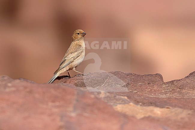 Adult female Sinai rosefinch (Carpodacus synoicus) sitting on a rock in Petra, Jordan. stock-image by Agami/Vincent Legrand,