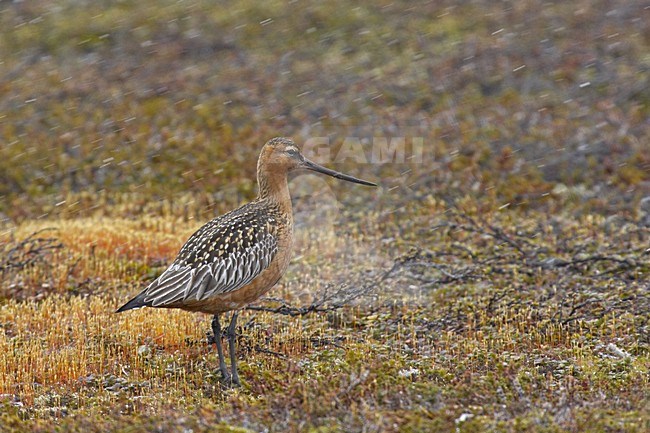 Bar-tailed Godwit adult perched on tundra; Rosse Grutto adult zittend op toendra stock-image by Agami/Jari Peltomäki,