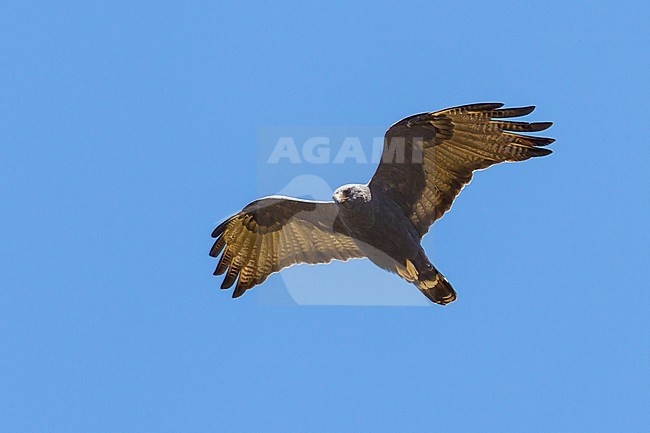 Adult
Cochise Co., AZ
May 2011 stock-image by Agami/Brian E Small,