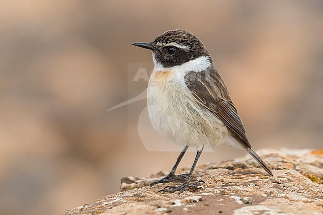 Canary Islands Chat; Saxicola dacotiae stock-image by Agami/Daniele Occhiato,