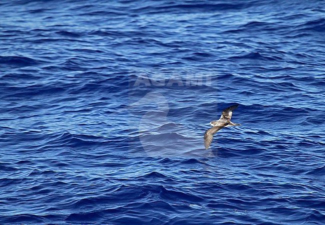 Bonin Petrel (Pterodroma hypoleuca) flying over Pacific Ocean between Micronesia and Japan. stock-image by Agami/Pete Morris,