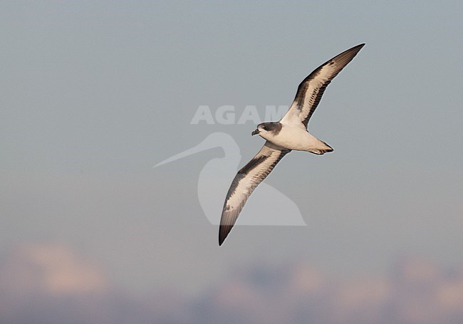 Bermuda Petrel (Cahow) (Pterodroma cahow) in flight at sea stock-image by Agami/Mike Danzenbaker,