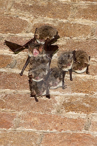 Franjestaart parend, Natterer's Bat mating stock-image by Agami/Theo Douma,
