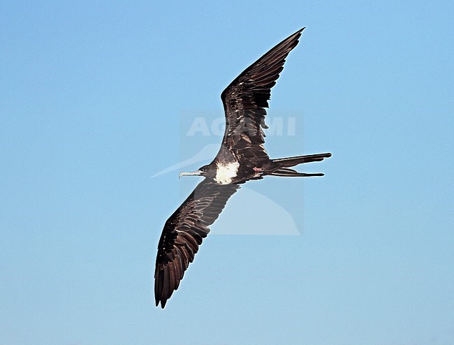 vliegende Amerikaanse fregatvogel; Magnificent Frigatbird in flight stock-image by Agami/Greg & Yvonne Dean,