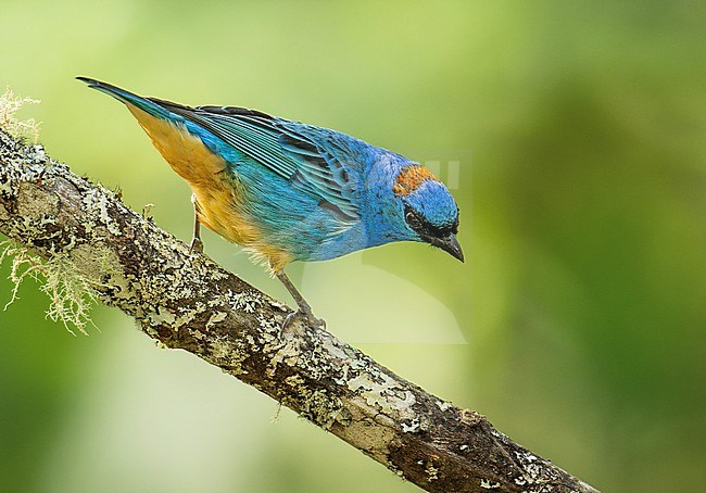 Golden-naped Tanager (Rusty-naped) (Chalcothraupis ruficervix fulvicervix) perched on a branch in Abra Malaga, Peru, South America. stock-image by Agami/Steve Sánchez,
