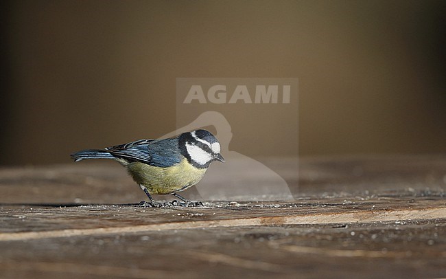 African Blue Tit (Cyanistes teneriffae teneriffae) in Tenerife, Canary Islands stock-image by Agami/Helge Sorensen,