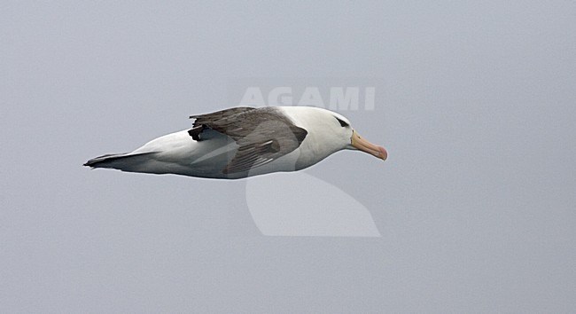 Adult Black-browed Albatross flying; volwassen Wenkbrauwalbatros vliegend stock-image by Agami/Marc Guyt,