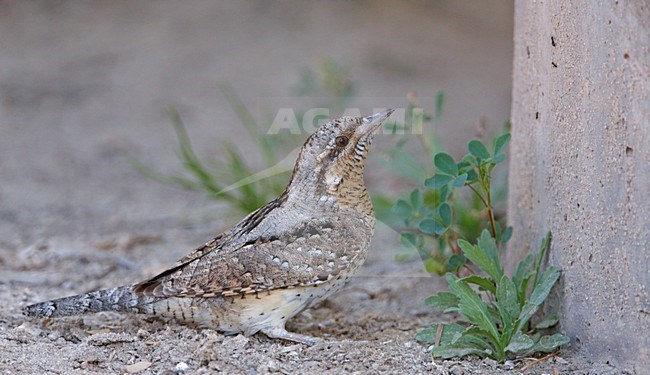 Draaihals op de grond; Eurasian Wryneck on the ground stock-image by Agami/Markus Varesvuo,