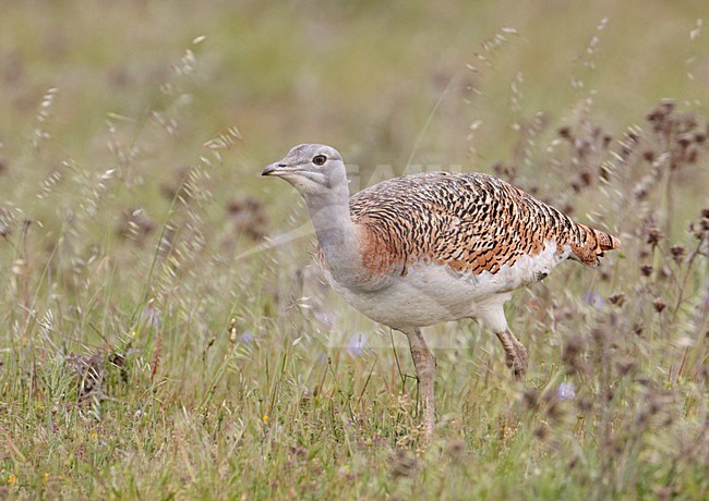 Female Grote trap; Female Great Bustard stock-image by Agami/Markus Varesvuo,