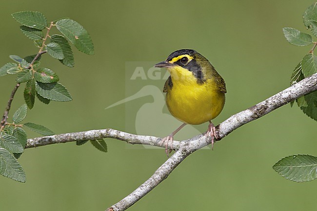 Adult male 
Galveston Co., TX 
April 2010 stock-image by Agami/Brian E Small,