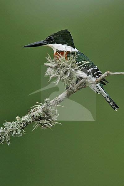 Adult male
Hidalgo Co., TX
November 2004 stock-image by Agami/Brian E Small,