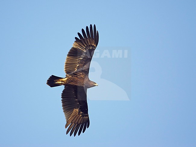 Bastaardarend in de vlucht; Greater Spotted Eagle in flight stock-image by Agami/Markus Varesvuo,