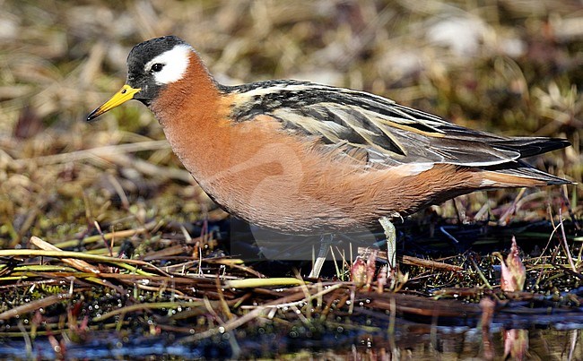 Adult Red Phalarope (Phalaropus fulicarius) in Alaska, United States, in summer plumage. Walking on edge of tundra pond. stock-image by Agami/Dani Lopez-Velasco,