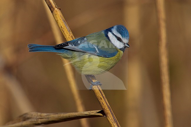 Pimpelmees zittend op tak; Blue Tit perched on branch stock-image by Agami/Daniele Occhiato,