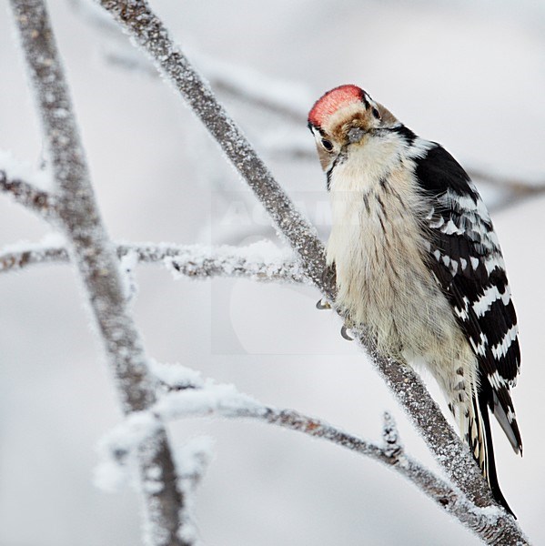 Mannetje Kleine Bonte Specht in de winter; Male Lesser Spotted Woodpecker in winter stock-image by Agami/Markus Varesvuo,