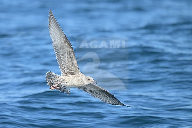 European herring gull (Larus argentatus), argenteus subspecies, juvenile, in flight, with the sea as background. stock-image by Agami/Sylvain Reyt,