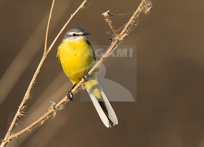 Sykes Wagtail - Schafstelze - Motacilla flava ssp. beema, Russia, adult male stock-image by Agami/Ralph Martin,