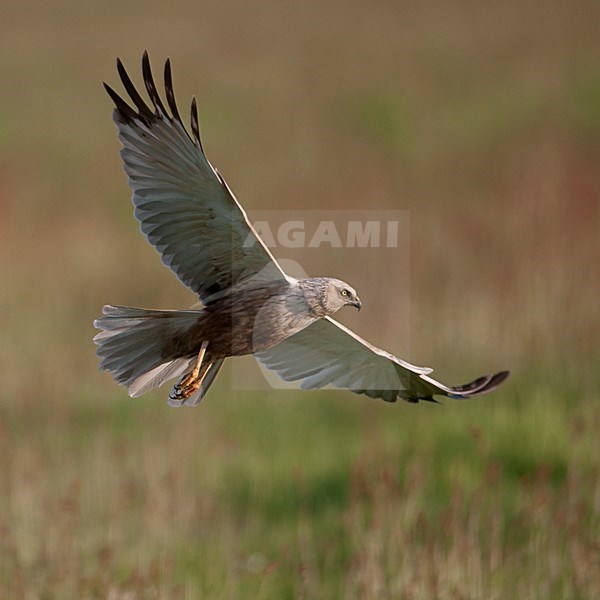 Bruine kiekendief in vlucht; Western Marsh Harrier in flight stock-image by Agami/Han Bouwmeester,