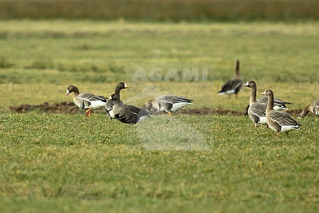 Greenland White-fronted Goose (Anser albifrons flavirostris) in a green meadow during winter in the Netherlands stock-image by Agami/Fred Visscher,