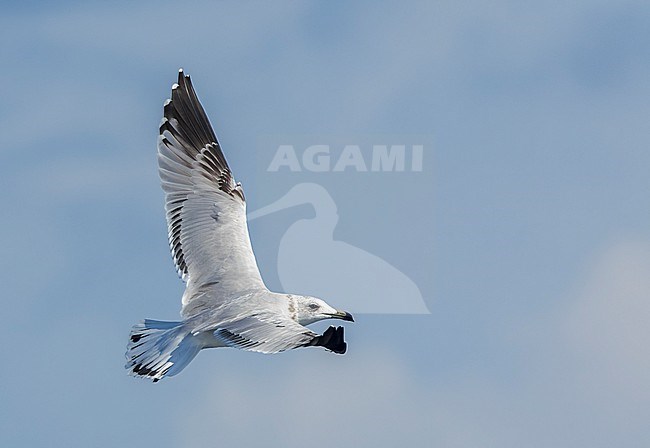 Third calendar year Audouin's Gull (Ichthyaetus audouinii) during autumn in Ebro delta, Spain. The global population is currently in a rapid reduction. stock-image by Agami/Marc Guyt,