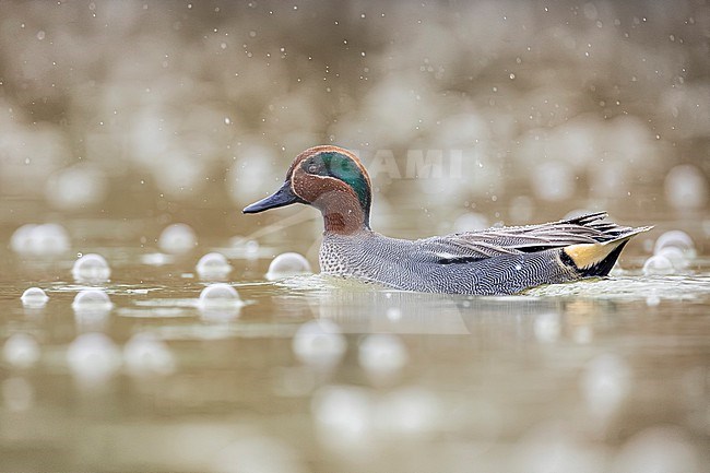 Eurasian Teal (Anas crecca) in Italy. stock-image by Agami/Daniele Occhiato,