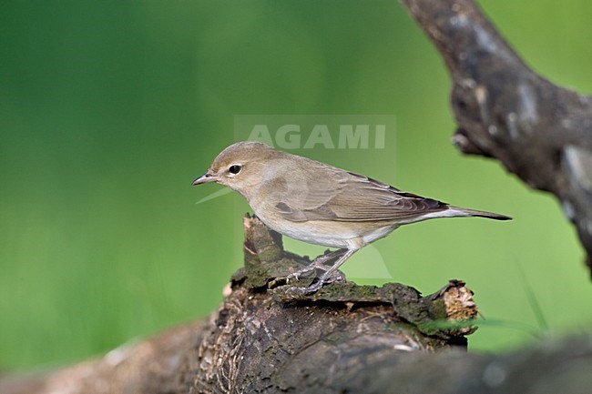 Tuinfluiter zittend op een tak; Garden Warbler perched on a branch stock-image by Agami/Marc Guyt,