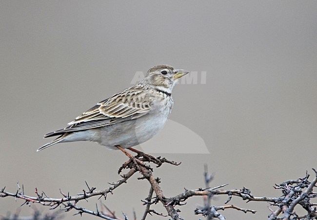 Kalanderleeuwerik zittend op tak; Calandra Lark perched on branch stock-image by Agami/Markus Varesvuo,