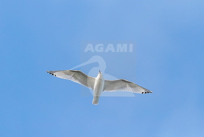 Second calendar year Mediterranean Gull (Ichthyaetus melanocephalus) migrating along the Black Sea coast near Lake Durankulak in Bulgaria. stock-image by Agami/Marc Guyt,