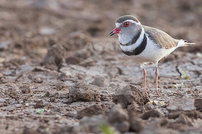 Three-banded Plover (Charadrius tricollaris) perched and calling in Tanzania. stock-image by Agami/Dubi Shapiro,