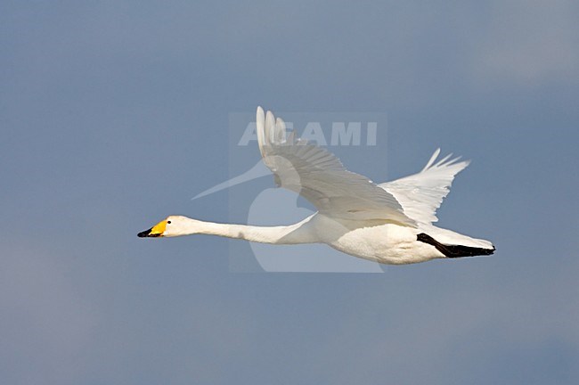 Whooper Swan adult flying; Wilde zwaan volwassen vliegend stock-image by Agami/Marc Guyt,