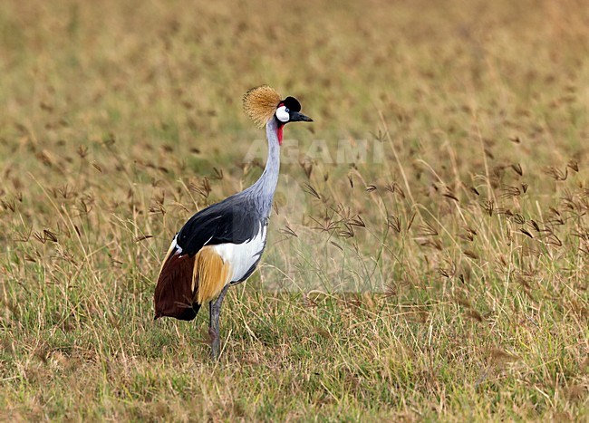 Grijze Kroonkraanvogel; Grey Crowned-Crane stock-image by Agami/Andy & Gill Swash ,