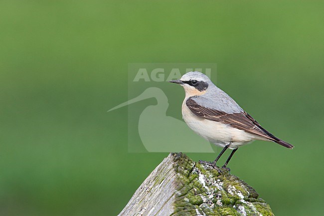 Mannetje Tapuit op een houten paal, Male Northern Wheatear on a wooden pole stock-image by Agami/Wil Leurs,