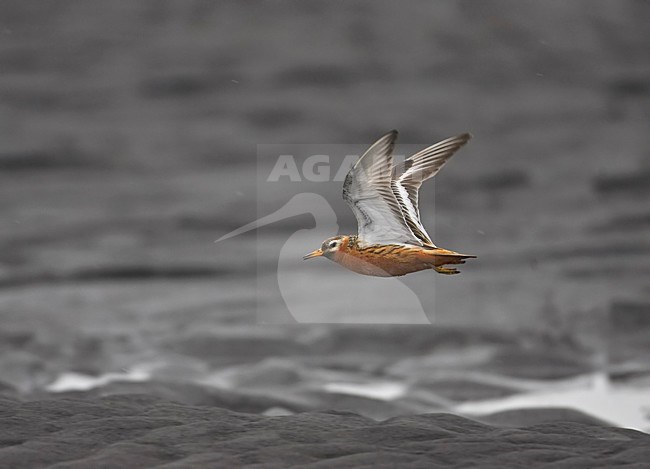 Red Phalarope adult summerplumage flying; Rosse Franjepoot volwassen zomerkleed vliegend stock-image by Agami/Markus Varesvuo,