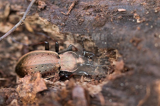 Carabus silvestris - Bergwald-Laufkäfer, Germany (baden-Württemberg), imago, male stock-image by Agami/Ralph Martin,