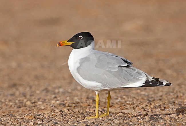 Reuzenzwartkopmeeuw, Great Black-headed Gull, Larus Ichthyaetus stock-image by Agami/Jari Peltomäki,