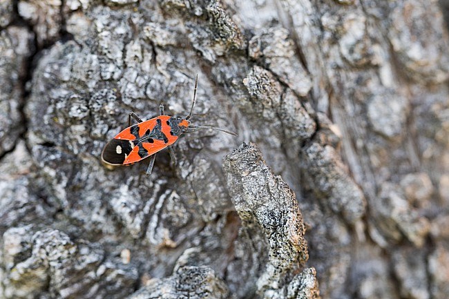 Lygaeus equestris - Black-and-Red-bug - Ritterwanze, Germany (Baden-Württemberg), imago stock-image by Agami/Ralph Martin,