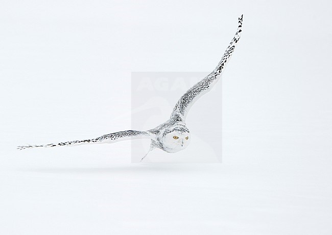 Jagende Sneeuwuil, Snowy Owl hunting stock-image by Agami/Jari Peltomäki,