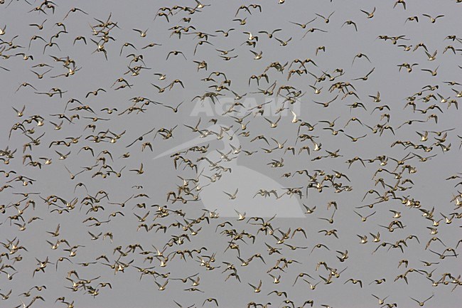 Opvliegende groep Goudplevieren; Flying group Golden Plovers stock-image by Agami/Arie Ouwerkerk,