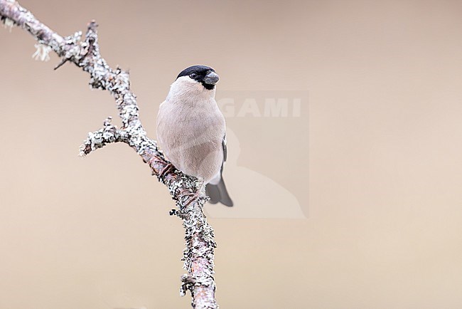 A female bullfinch perched on a mossy branch. The serene backdrop highlights the bird perfectly, creating a calm and balanced scene. stock-image by Agami/Onno Wildschut,