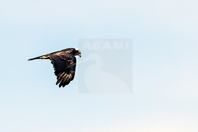 Western Marsh Harrier (Circus aeruginosus) on autumn migration along the east European Flyway (via pontica) in Bulgaria. stock-image by Agami/Marc Guyt,