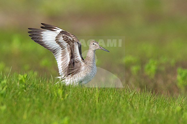 Adult breeding
Galveston Co., TX
May 2023 stock-image by Agami/Brian E Small,