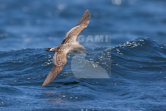 Kaapverdische Pijlstormvogel; Cape Verde Shearwater stock-image by Agami/Daniele Occhiato,