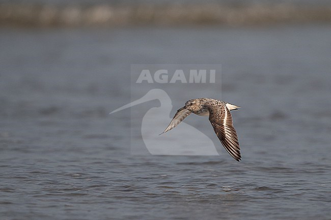 Adult Sanderling (Calidris alba) in flight over water at Blåvandshuk, Denmark stock-image by Agami/Helge Sorensen,