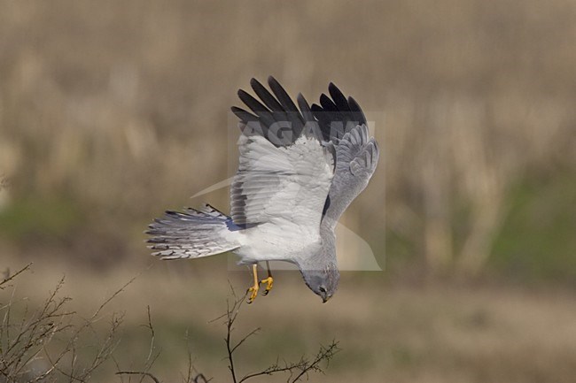 Hen Harrier male flying; Blauwe Kiekendief man vliegend stock-image by Agami/Daniele Occhiato,