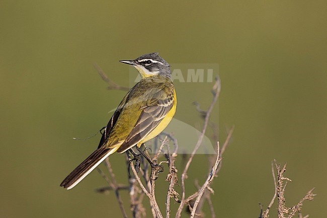 Blue-headed Wagtail - Wiesen-Schafstelze - Motacilla flava ssp. flava, Hungary, adult male stock-image by Agami/Ralph Martin,