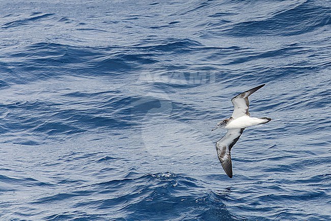 Streaked Shearwater (Calonectris leucomelas) in flight over the sea surface in the Pacific Ocean, south off Japan. stock-image by Agami/Marc Guyt,