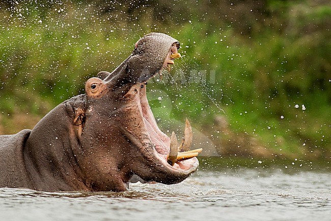 Nijlpaard, Hippo stock-image by Agami/Bence Mate,
