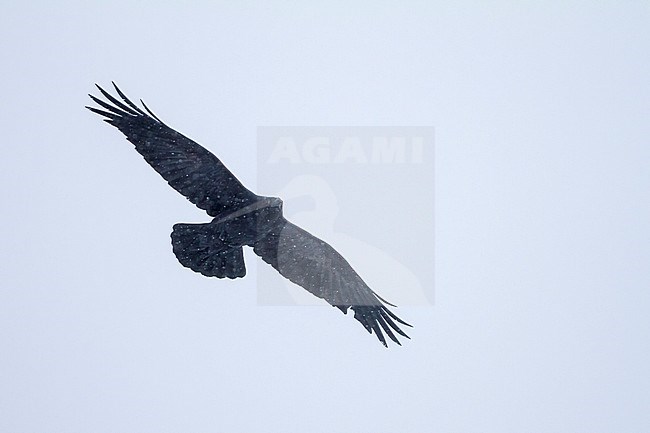 Common Raven (Corvus corax ssp. corax) in flight in a snow storm in arctic northern Norway. stock-image by Agami/Ralph Martin,