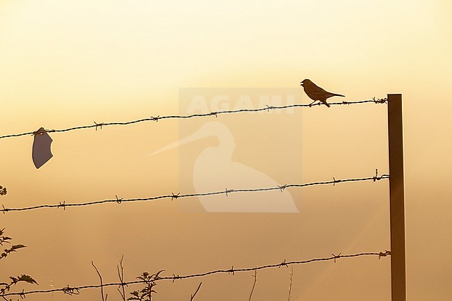 Adult Serin (Serinus serinus) sitting on barbed wire in Spain. Photographed with backlight. Singing male. stock-image by Agami/Marc Guyt,